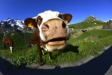 Col du Lautaret - commune du Monêtier Les Bains