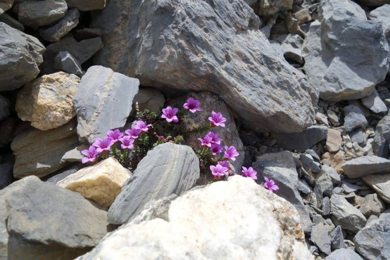 060565_HD - saxifrage à feuilles opposées