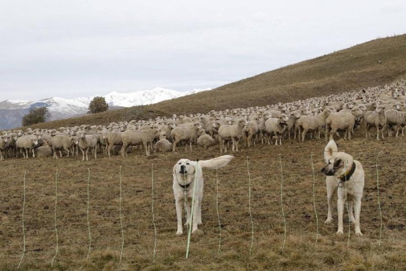 Patou et berger d'anatolie - chiens de protection des troupeaux
