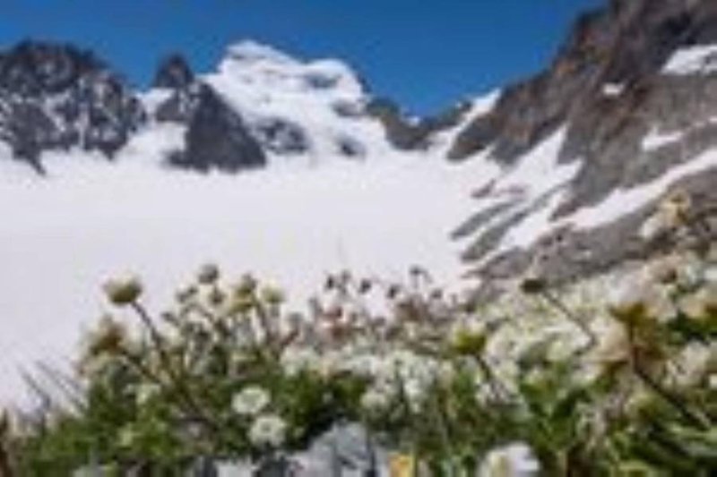 fleurs haute alti - pour film Sur les îles du ciel