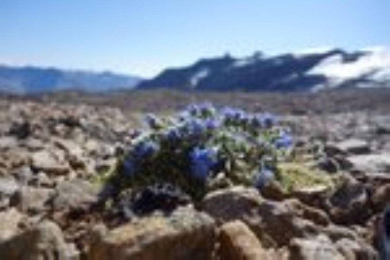 fleurs hte altitude1 - pour film Sur les îles du ciel